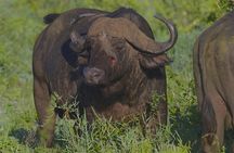 4 Day Tanzania Afordable Safari ft Two Night Serengeti