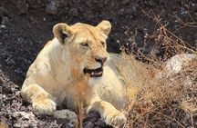 4 Day Tanzania Afordable Safari ft Two Night Serengeti