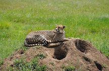 4 Day Tanzania Afordable Safari ft Two Night Serengeti