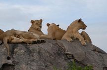 6 Days Kenya Tanzania Combined mid - range Safari