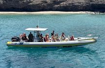2h Dolphin and Whale Viewing + Snorkeling Tour