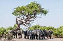 Safari Game Drive and Rhino Walk in Mosi-oa-Tunya National Park 