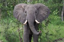 3 Days 2 Nights Private Safari Tour in Mikumi