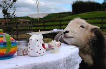 Tea with Naughty Sheep