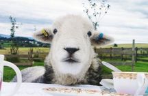 Tea with Naughty Sheep