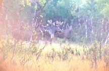 Moose Safari │ Dovre & Lesja Aktiv