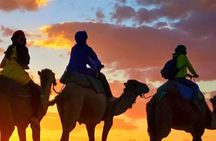 Camel ride + sunset + BBQ dinner in Agadir