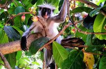 Jozani Forest; Kuza Cave; Paje Beach; The Rock; Salaam Cave Tour