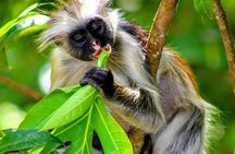 Jozani Forest; Kuza Cave; Paje Beach; The Rock; Salaam Cave Tour