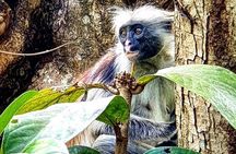 Jozani Forest; Kuza Cave; Paje Beach; The Rock; Salaam Cave Tour