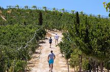 “ARISMARI” – Vineyard Tour & Wine Tasting