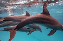 Dolphin Tour, Jozani Forest, Kuza Cave, The Rock, Salaam Cave