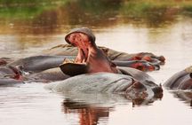 3 Days Big Five Unforgetable Lodging Tanzania Safari