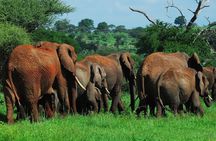 3 Days Big Five Unforgetable Lodging Tanzania Safari