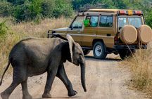 2-Day Private Safari of Murchison Falls National Park