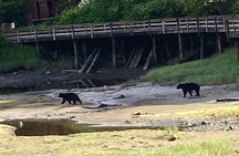 “OVER THE TOP TOURS” city highlights, wildlife and more!