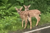 “OVER THE TOP TOURS” city highlights, wildlife and more!