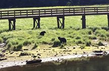 “OVER THE TOP TOURS” city highlights, wildlife and more!