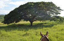 Horseback Riding 2hrs - Dreams Las Mareas