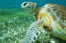 Private Snorkeling (Hol Chan Marine Reserve and Shark Ray Alley)