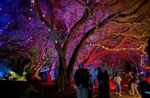 Wonderland by Night Norfolk Island 