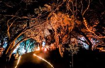 Wonderland by Night Norfolk Island 