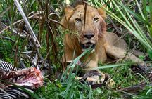 4 Days 3 Nights Selous (Nyerere national park) & Mikumi Adventure 