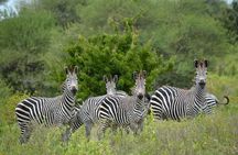 4 Days 3 Nights Selous (Nyerere national park) & Mikumi Adventure 