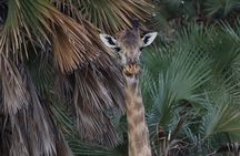4 Days 3 Nights Selous (Nyerere national park) & Mikumi Adventure 