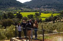 Tour to olive grove and olive mill, oil tasting and snack