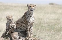 6 Days Kenya Tanzania Combined Safari - Luxury Lodges