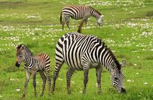 4 Days Tanzania Luxury Safari Serengeti and Ngorongoro Crater