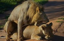 5 Days Northern Tanzania Safari- Lodging