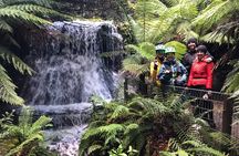 Easy Bike Tour - Mt Wellington Summit Descent & Rainforest Ride