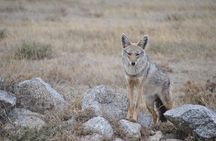 4 Day Tanzania Afordable Safari ft Two Night Serengeti