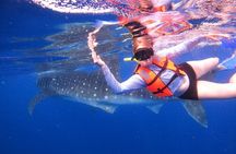 Cancun Whale Shark Experience with Snorkel & Transportation