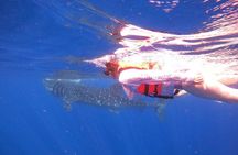 Cancun Whale Shark Experience with Snorkel & Transportation