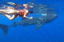 Cancun Whale Shark Experience with Snorkel & Transportation