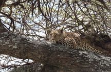 7-Day Midrange Tanzania Safari Adventures (Big 5)