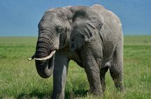 7-Day Midrange Tanzania Safari Adventures (Big 5)