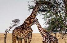 3-Day Luxury Safari Private Tour Tarangire and Ngorongoro