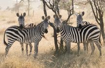 3-Day Luxury Safari Private Tour Tarangire and Ngorongoro