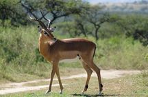 3-Day Luxury Safari Private Tour Tarangire and Ngorongoro