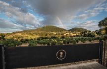 Tour to olive grove and olive mill, oil tasting and snack