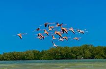 Eco Safari through the Ria Lagartos Natural Park