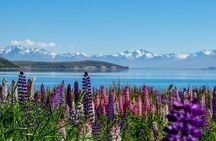 Christchurch to Mt Cook via Lake Tekapo One Way Small Group Tour