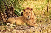 Day Safari tour to Selous Game Reserve from Zanzibar