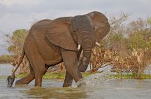 Day Safari tour to Selous Game Reserve from Zanzibar