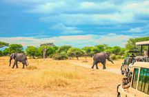 Day Safari tour to Selous Game Reserve from Zanzibar