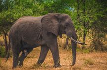 From Zanzibar Day Safari Tour to Mikumi National Park